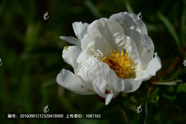 芍藥