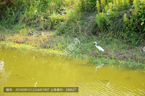 樹林,池塘,水鳥