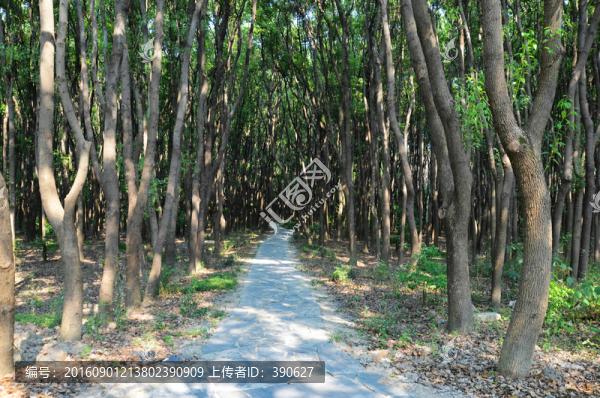 林蔭道,樹林里的水泥路