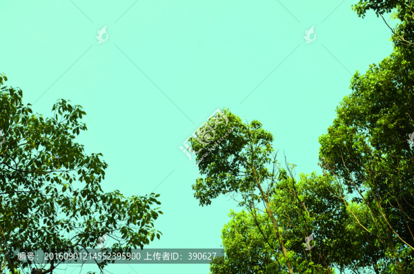 天空下的樹(shù)枝