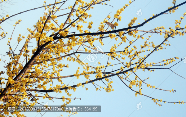 梅花