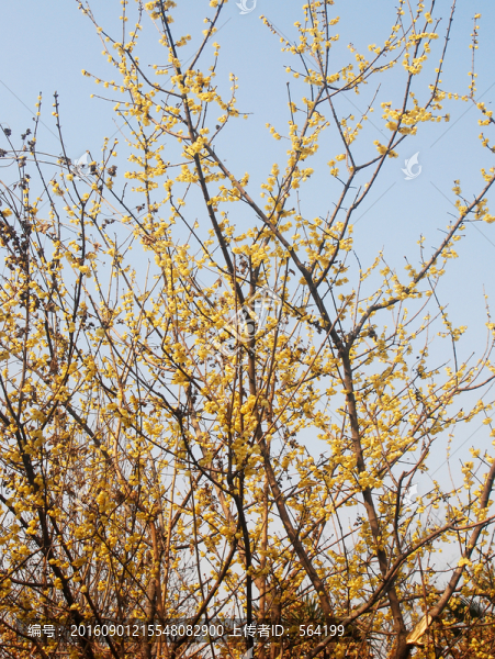 梅花