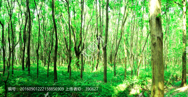 樹林