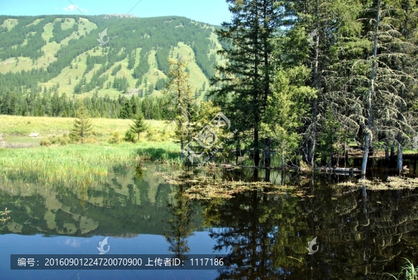 新疆喀納斯風景