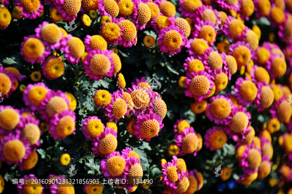 盛開(kāi)的菊花