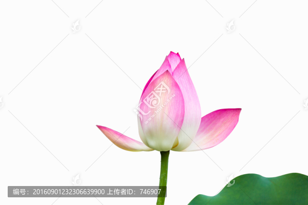 荷花摳圖-匯圖網(wǎng) www.fosd68.com 荷花摳圖