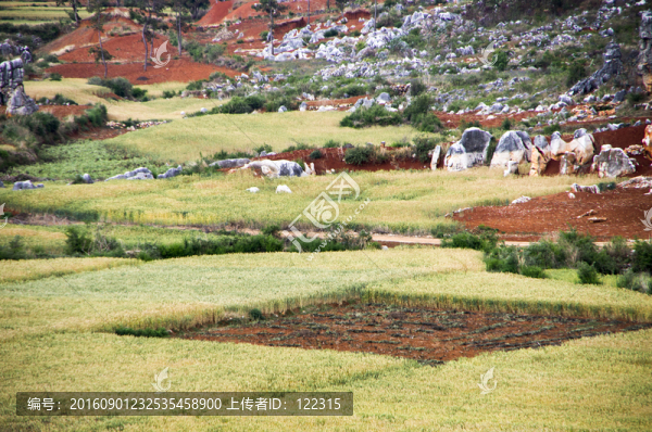 麥田
