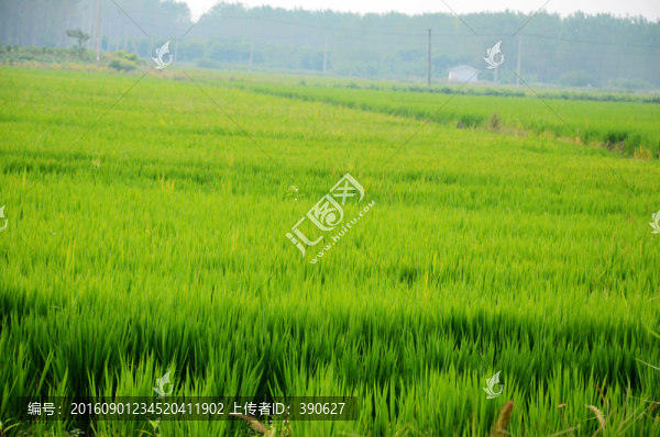 綠色稻田,農(nóng)田