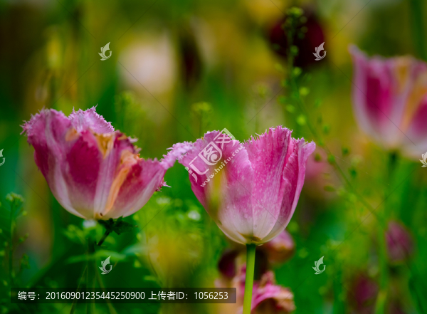 郁金香