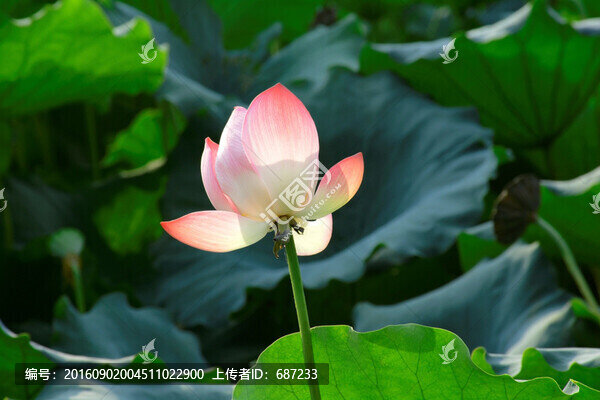 荷花荷塘,杭州西湖荷花