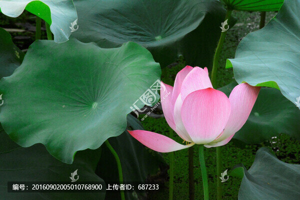荷花荷塘,杭州西湖荷花
