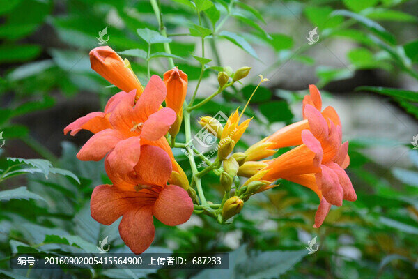 凌宵花