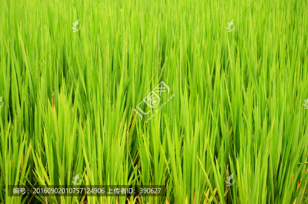 綠色稻田,綠色背景