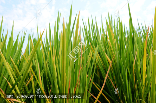 稻田