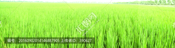 稻田,全景圖