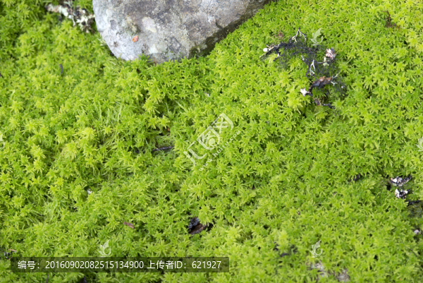 高山苔蘚