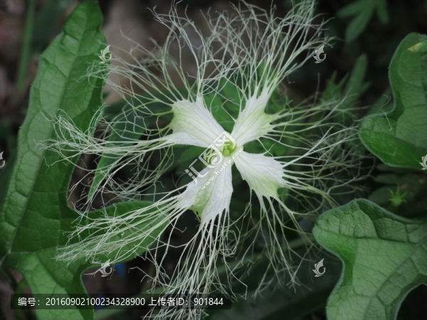 栝樓花