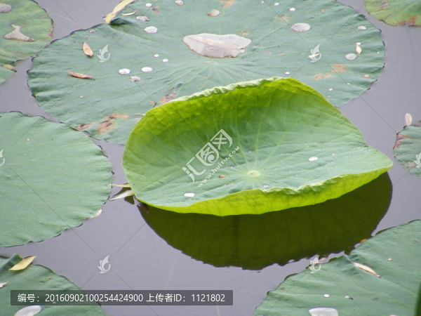 荷葉