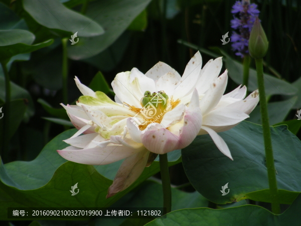 荷花
