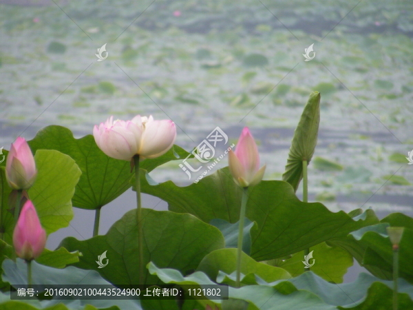 荷花