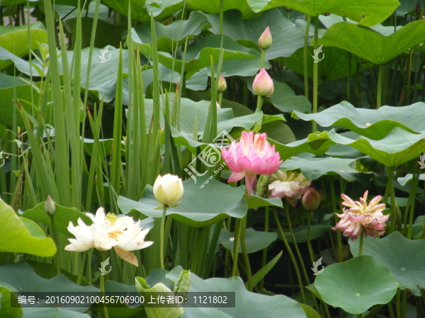 荷花