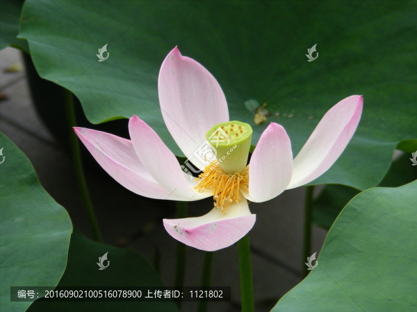 荷花