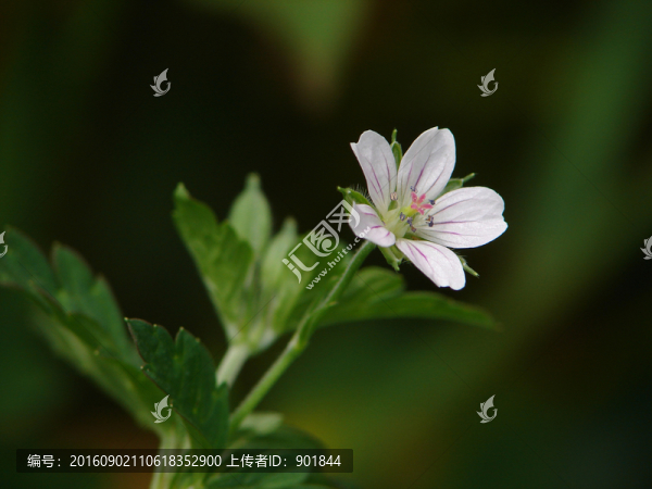 老鸛草