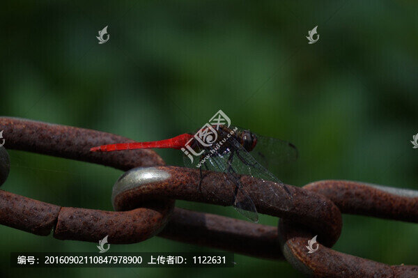 微距紅蜻蜓