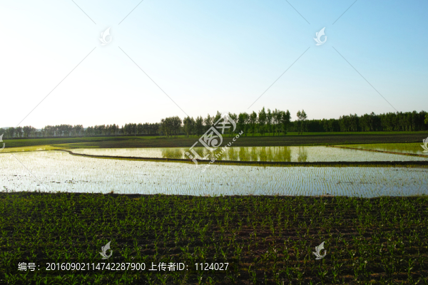 東北水稻田