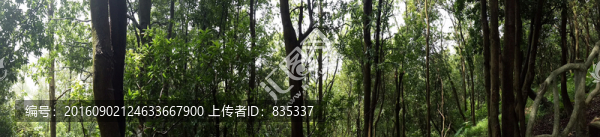 森林