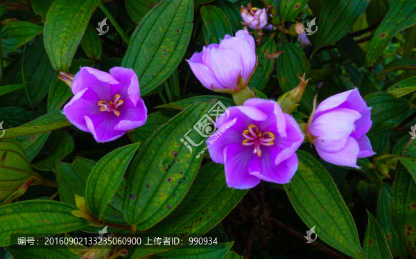 山杜鵑,野花