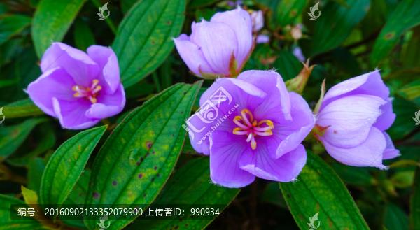 山杜鵑,野花