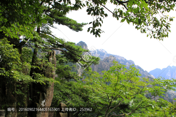 黃山