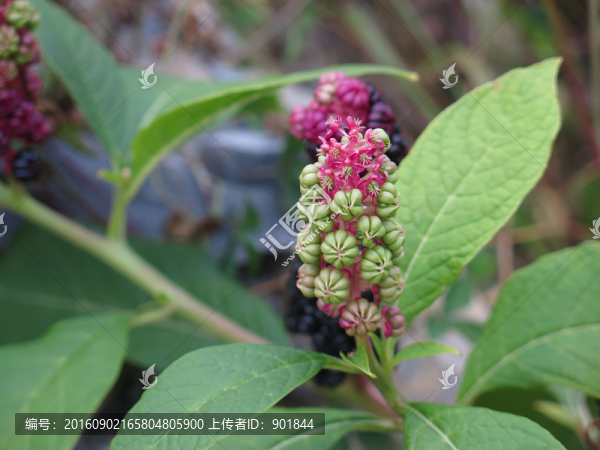 多雄蕊商陸