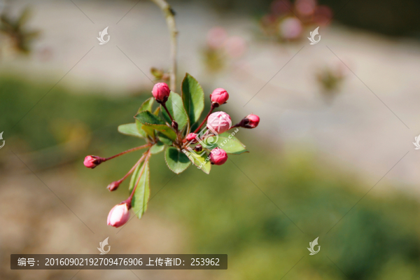 垂絲海棠