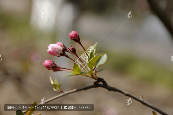 垂絲海棠