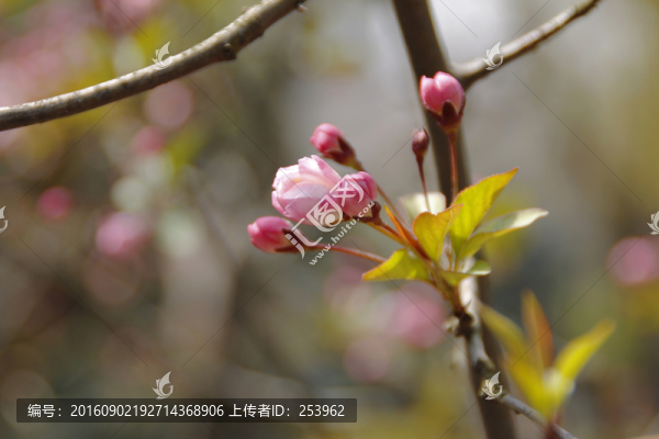 垂絲海棠