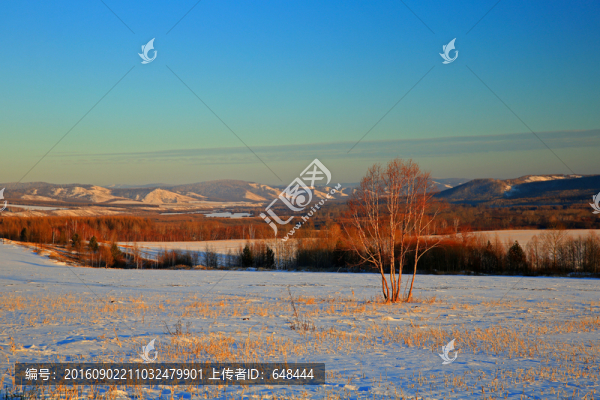 冬雪麥田