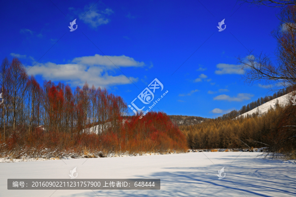 冬雪紅柳