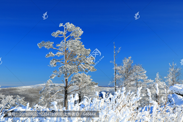 冬雪霧凇
