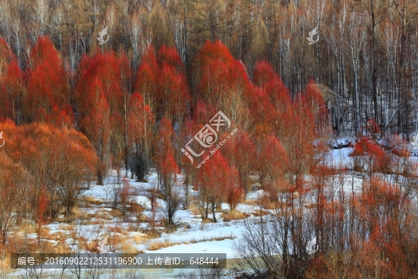冰河紅柳