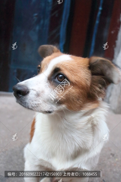 狗