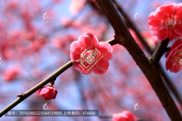 梅花,寒梅,紅梅,鮮艷