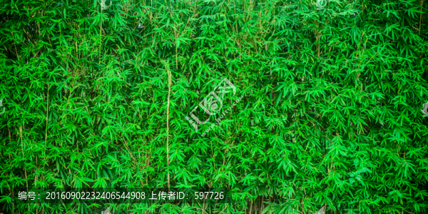 植物墻,寬幅