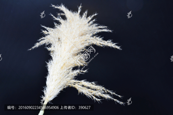 蘆葦