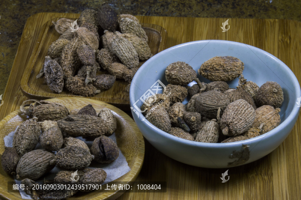 春砂仁中藥素材