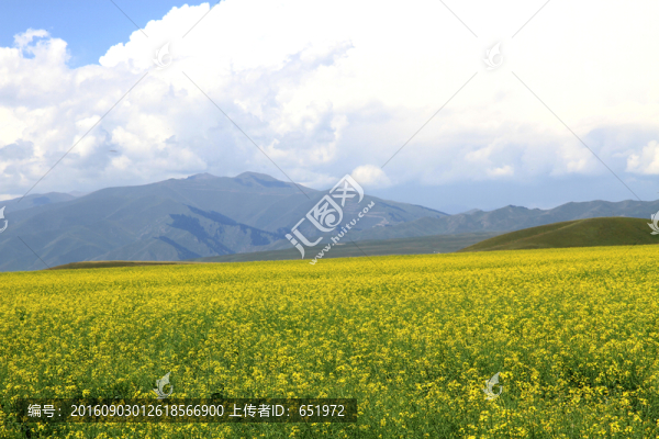 油菜花