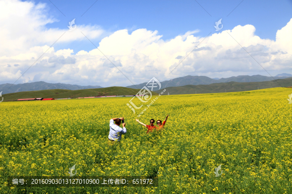 油菜花