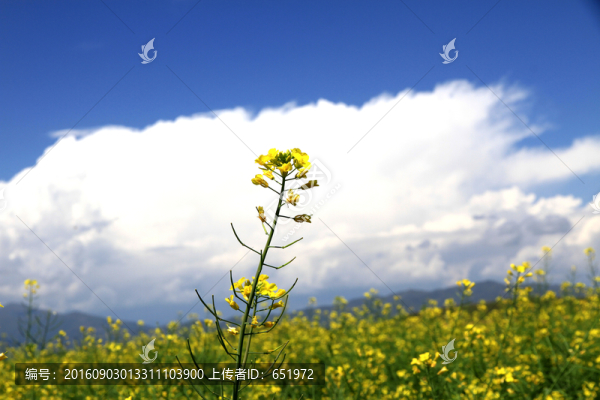 油菜花