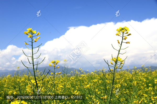 油菜花